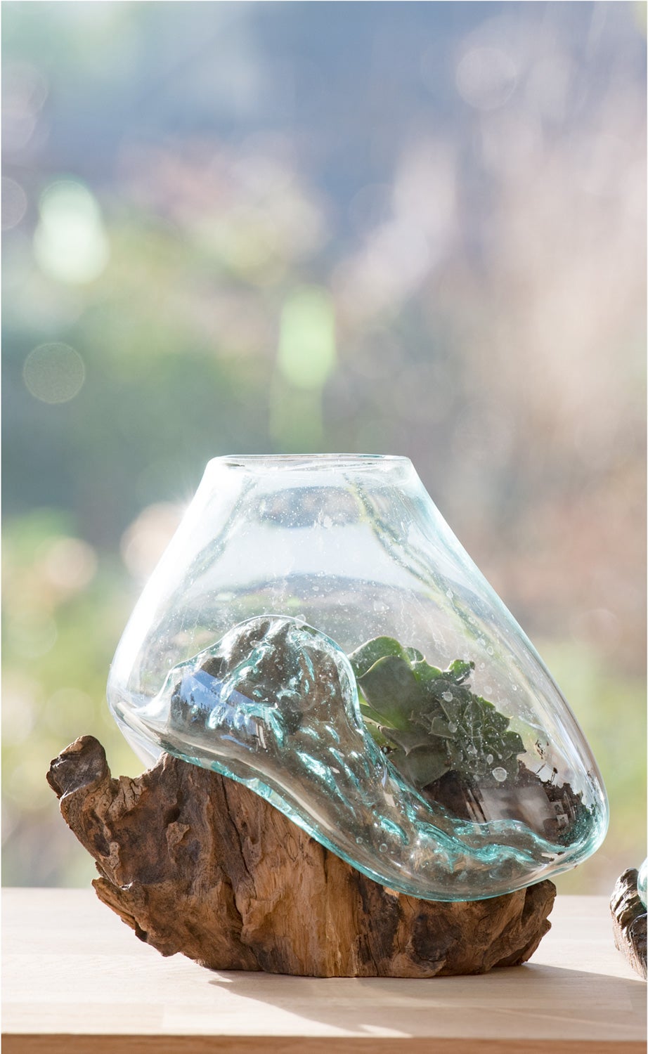 Wurzelvase aus Glas, die sich organisch an eine natürliche Holzwurzel anschmiegt, mit einer grünen Pflanze im Inneren, auf hellem Untergrund vor unscharfem, natürlichem Hintergrund.