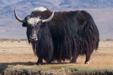 Yak-Wolle: Nachhaltige Luxusfaser - Eigenschaften & Pflegehinweise